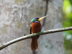 Galbula cyanicollis