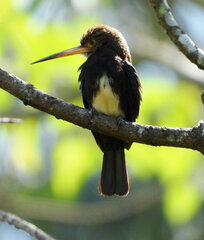 Brachygalba lugubris