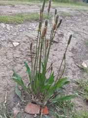 Plantago lanceolata