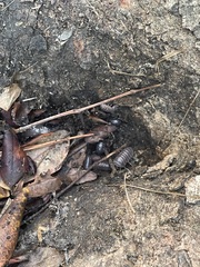 Armadillo officinalis