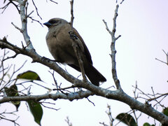 Agelaioides fringillarius