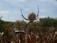 Argiope australis