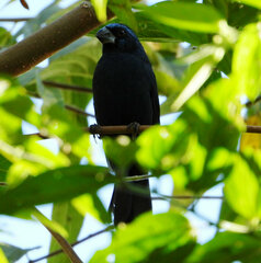 Cyanoloxia brissonii