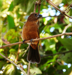 Cyanoloxia brissonii