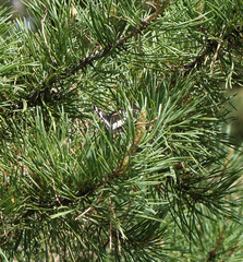 Neptis rivularis