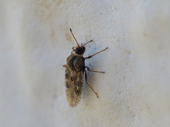 Dictyla nassata