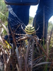 Argiope australis