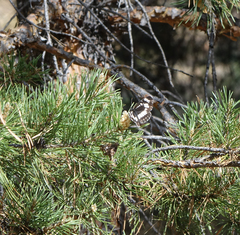 Neptis rivularis