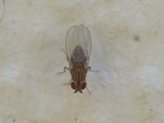 Drosophila busckii