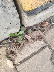 Lactuca virosa