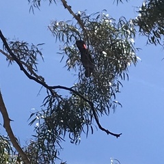 Calyptorhynchus banksii