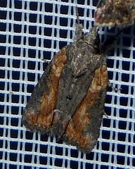 Bryophila raptricula