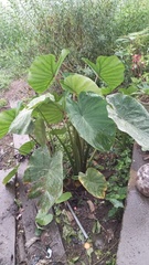 Alocasia