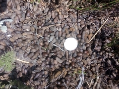 Raphicerus melanotis