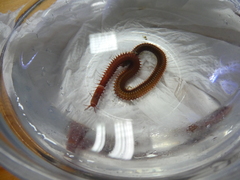 Leodice torquata