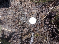 Raphicerus melanotis