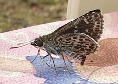 Sovia albipectus