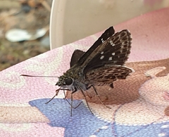 Sovia albipectus