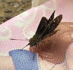 Sovia albipectus