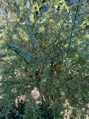 Berberis
