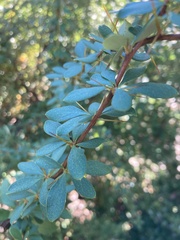 Berberis