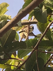 Spermestes cucullata