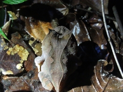 Proceratophrys renalis