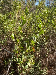 Lyonia lucida