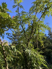 Berberis aquifolium