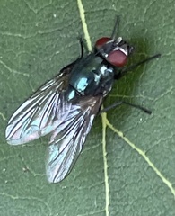 Eudasyphora