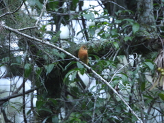 Mitrephanes phaeocercus