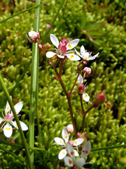 Micranthes stellaris robusta