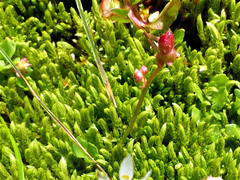 Micranthes stellaris robusta