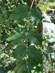 Berberis aquifolium