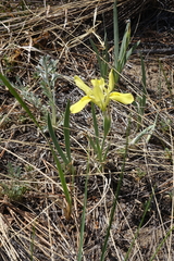 Iris humilis