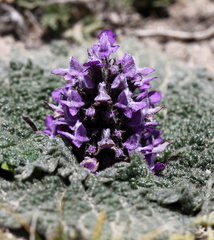 Phlomoides rotata