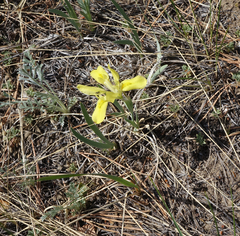 Iris humilis
