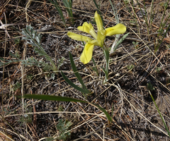 Iris humilis