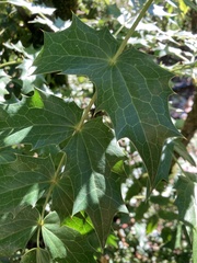 Berberis aquifolium