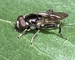 Chalcosyrphus