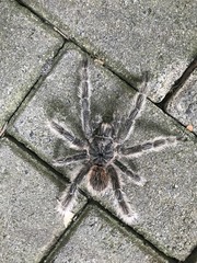 Lasiodora subcanens