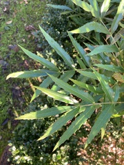 Berberis fortunei
