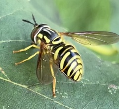 Chrysotoxum