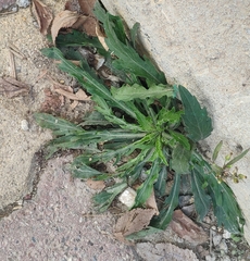 Erigeron bonariensis
