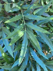 Berberis fortunei