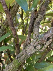 Berberis fortunei