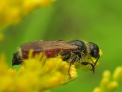 Colpa quinquecincta