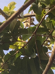 Spermestes cucullata