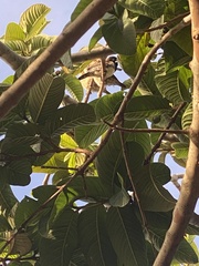 Spermestes cucullata