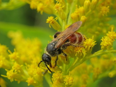 Colpa quinquecincta